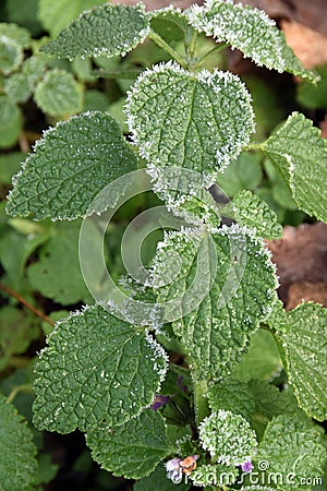 The winter motive, leaves with white needles of frost Stock Photo
