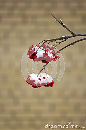 Winter mountain ash. red berries on a brick wall background. Stock Photo