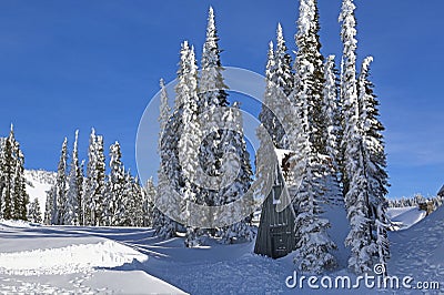Winter in Mt Rainier Park Stock Photo
