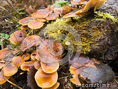 Winter mushrooms on a tree, November landscape, Russia Stock Photo