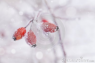 Winter natural background from red berry covered with hoarfrost or rime. Cold morning scene of nature Stock Photo