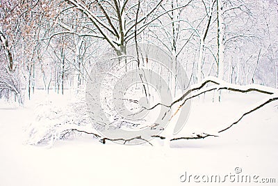 Winter nature background, landscape. Winter forest, park with snowy fallen trees. Winter bad weather, storm, blizzard, snow drifts Stock Photo