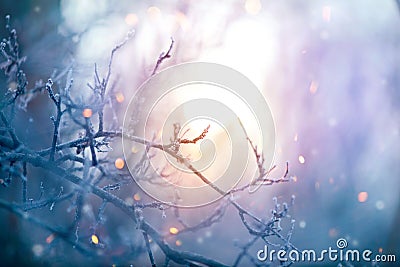 Winter nature. Christmas holiday background Stock Photo