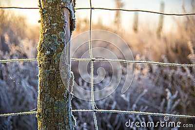 Winter nature detail of wire and tree in frost Stock Photo