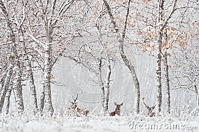 Winter nature. Red deer, Cervus elaphus, big animal in the wildlife forest habitat. Deer in the oak trees mountain, Studen Stock Photo