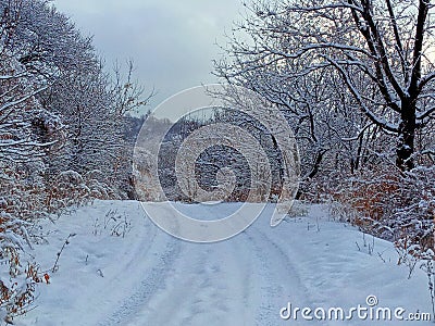 Winter nature. Snow-covered tree branches, the road is covered with a soft layer of white snow. Silence, peace Stock Photo