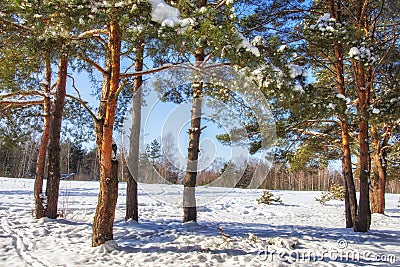 Winter nature on sunny clear day. Snowy pine trees in forest. Blue sky on winter day. Frosty beautiful nature Stock Photo