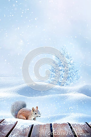 Winter New Year card. Fluffy squirrel in the snow. Stock Photo