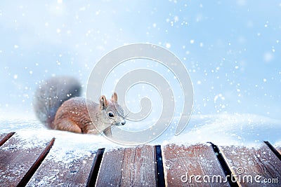 Winter New Year card. Fluffy squirrel in the snow. Stock Photo