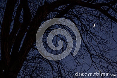 Winter night crescent through the black shadows of trees Stock Photo