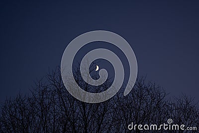 Winter night crescent over black crowns of trees Stock Photo