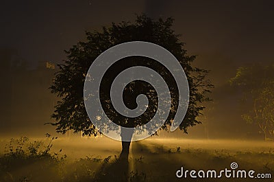 foggy Winter night with street lamp behind the tree Stock Photo