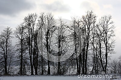 Winter. Old lindens in a contrast row in approach. Stock Photo