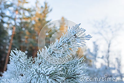 Winter panorama, pine branches in frost and snow, blue sky . frosty morning Stock Photo