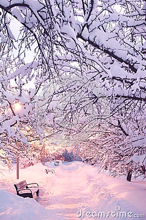 Winter park before dawn in the light of a lantern. Benches and path in the snow. Stock Photo