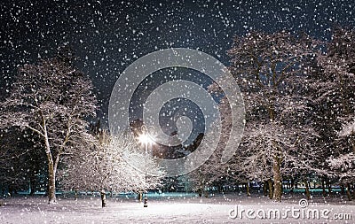 Winter park at night Stock Photo