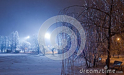 Winter park night scene Stock Photo