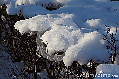 Winter park view, bushes in snow and hoarfrost Stock Photo