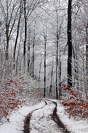 Winter path Stock Photo
