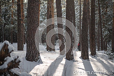 Sun rays through the trees in winter Stock Photo