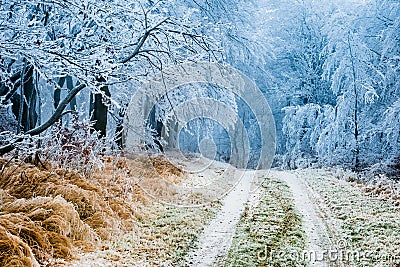 Winter path going through frozen forest Stock Photo