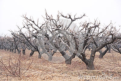 Winter peach orchard Stock Photo