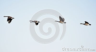 Four Canada Geese Editorial Stock Photo