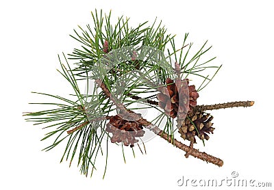 Winter pine twigs with cones and green needles isolated Stock Photo