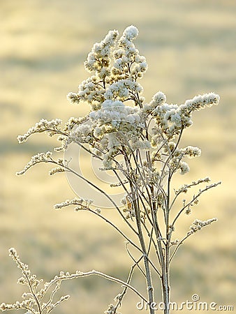 Winter plant with morning frost at sunrise Stock Photo