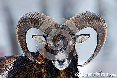 Winter portrait of big forest animal. Mouflon, Ovis orientalis, forest horned animal in nature habitat. Close-up portrait of Stock Photo