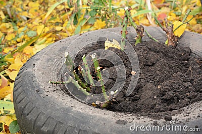 Winter protection for garden roses bush with peat and old car tires Stock Photo