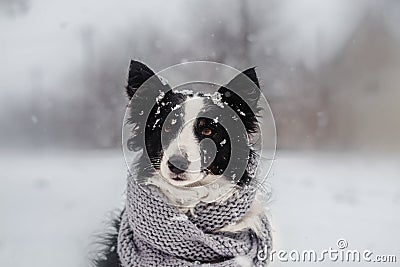 Winter puppy fairy tale portrait of a border collie dog in snow Stock Photo