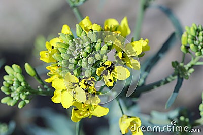 Common pollen beetle Brassicogethes formerly Meligethes aeneus Stock Photo