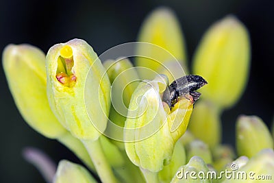 Common pollen beetle Brassicogethes formerly Meligethes aeneus Stock Photo