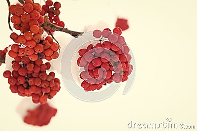 Winter red berries. Snow-covered red bunches of rowan in the snow. Rowanberry twig in snow. Red bunches of rowan covered Stock Photo