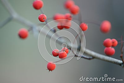 Winter red Hawthorn berries on bare branch Stock Photo