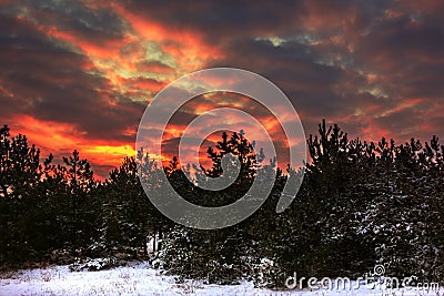 Winter red sunset in the snowy pine forest Stock Photo