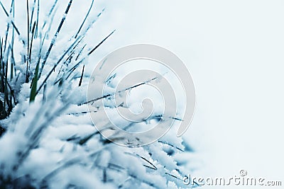 Snow covered grass Stock Photo