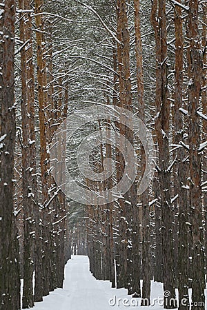 Winter road in a pine forest Stock Photo