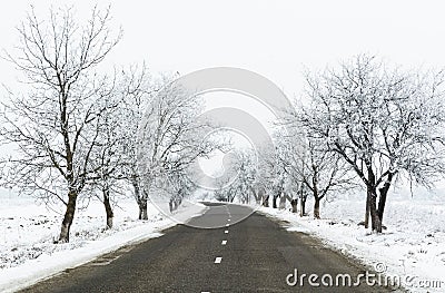 Winter landscape of a road between rime covered trees Stock Photo