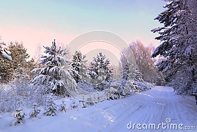 Winter road .Snowy trees in very cold ,sunny winter day. Stock Photo