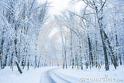 Winter road in a wood. Quiet snowy day on a forest. Stock Photo
