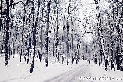 Winter road in a wood. Quiet snowy day on a forest. Stock Photo