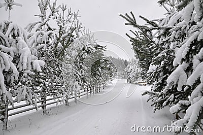 Winter road with a wooden fence and fir trees on both sides of the road. Stock Photo