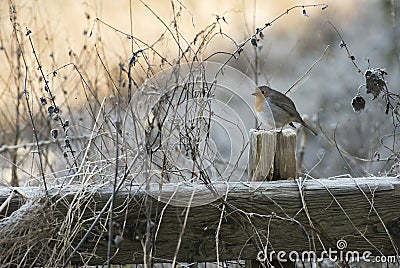 Winter robin Stock Photo