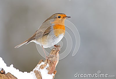 Winter Robin bird Stock Photo