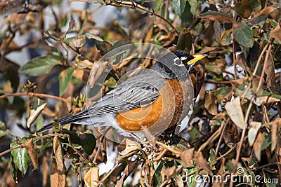 Winter Robin Stock Photo