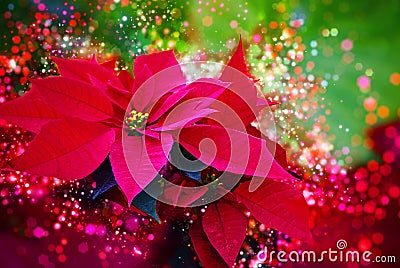 Winter rose, poinsettia - Red winter / christmas flower - Festive bokeh lights, lens flares, lights Stock Photo