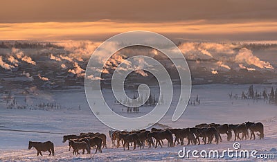 Winter In Russia. Herd Of Altai Free Grazing Adult Horses In The Early Morning, Against The Background Of Village Houses And Smoke Stock Photo