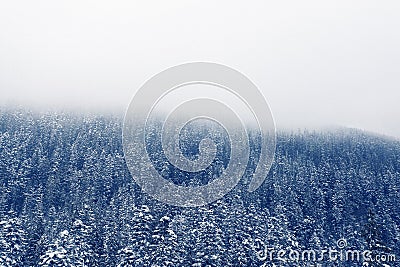 Winter's Wonderland: A Tapestry of Snow in the Forest Stock Photo
